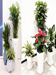 宁波镇海植物出租价格