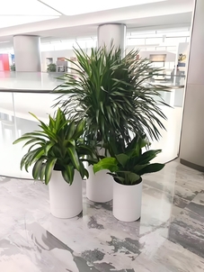 宁波前湾盆景租赁哪家强？这家实力出圈超靠谱！