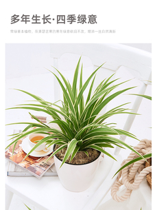 找专业花卉租摆？北仑这里有超棒绿植租赁服务