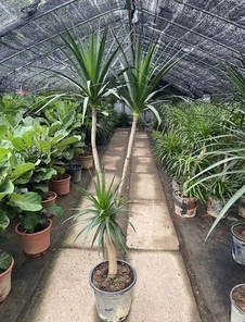 鄞州盆景租摆设计，为你营造专属景致