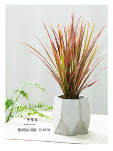 探秘江北花木出租，价格真相在此