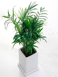 深度解析宁波前湾植物租摆方案的奥秘