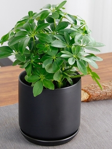 海曙花卉租赁方案