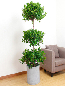 想知道宁波江北盆景出租价格？这里有答案！