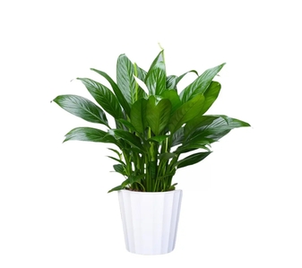 慈溪绿化养护价格实惠