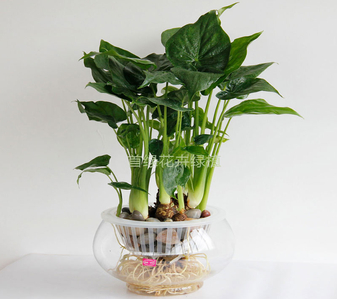 奉化盆景租赁公司