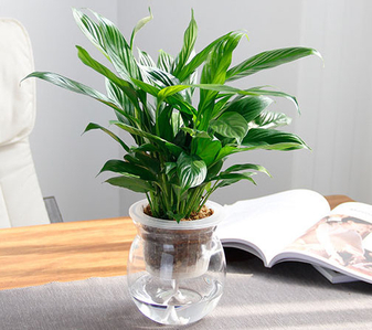 解锁江北绿化修剪方案，让绿植绽放新活力