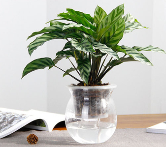 想给环境添绿吗？宁波江北绿植出租公司等您来