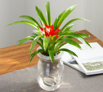 宁波北仑绿化养护，实惠价享优质服务！