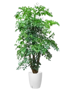 慈溪花木租赁价格实惠