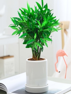 宁波植物出租服务好