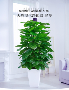 揭秘江北花卉租赁哪家出色，速来一探究竟！