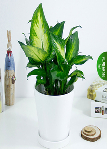 宁波杭州湾绿化修剪方案，奏响绿色生态新乐章