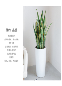 想租摆专业盆景？宁波镇海等你来选！