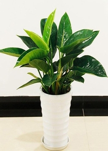 速看！宁波前湾绿化修剪的独特技巧与魅力