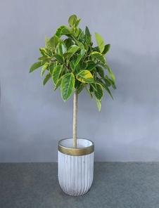 探秘宁波植物租摆公司，解锁植物装饰新潮流